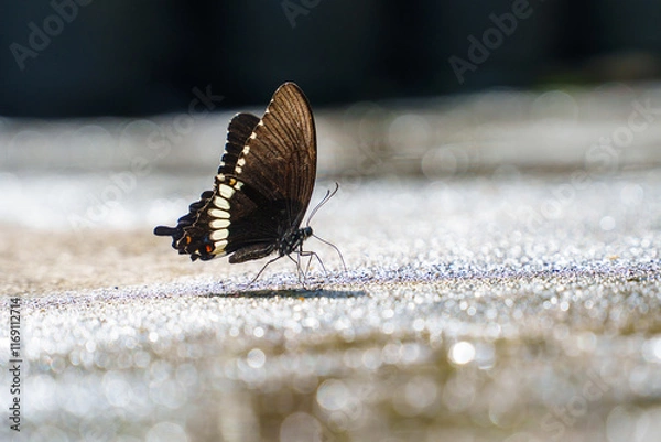Fototapeta Closeup black butterfly on bokeh background with copy space