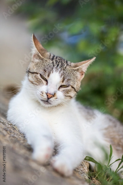 Obraz Grey cat lying on wall 