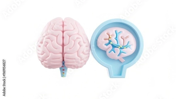 Fototapeta A brain model displayed alongside a smaller brain illustration, highlighting neural connections and brain structure for educational purposes.