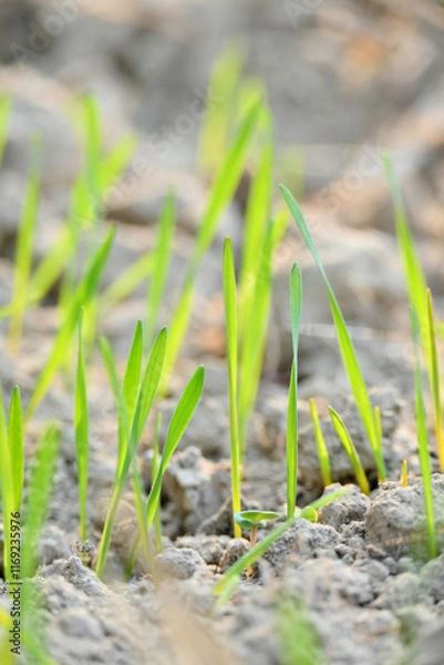 Fototapeta closeup the ripe green soil wheat stitch plant growing with leaves in the farm field with clay soft focus natural green brown background.