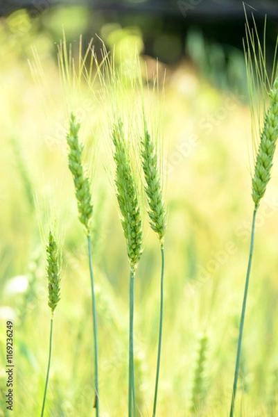 Fototapeta closeup the bunch ripe green wheat stitch plant growing with leaves in the farm field soft focus natural green brown background.