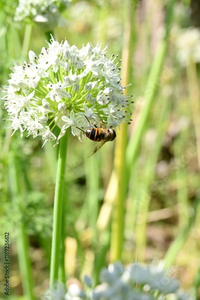 Fototapeta closeup the brown black honey bee hold on onion white flower with plants and leaves in the farm soft focus natural green brown background.
