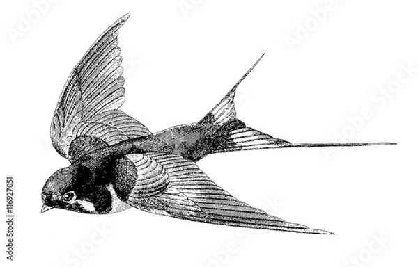 Fototapeta Vintage jaskółka obrazu