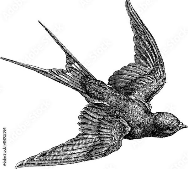 Fototapeta Vintage image swallow