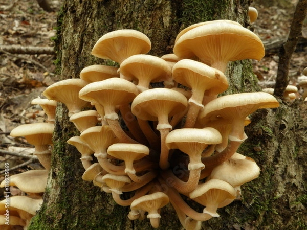 Fototapeta ナラタケ