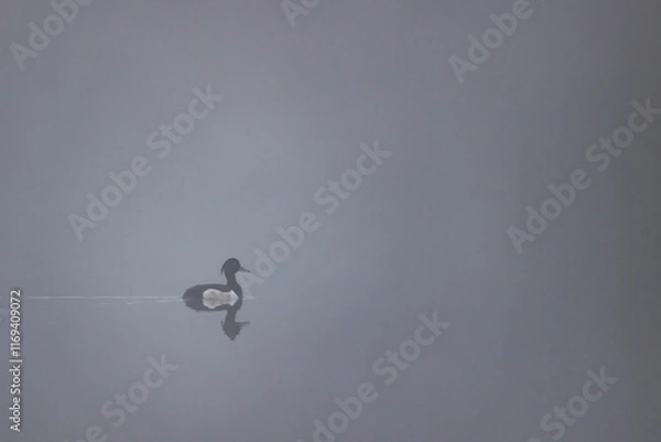 Obraz Reiherente im Nebel