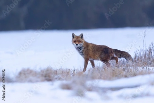 Obraz Fuchs im Schnee