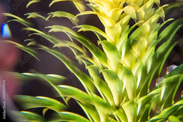 Obraz green plant close up in abstraction