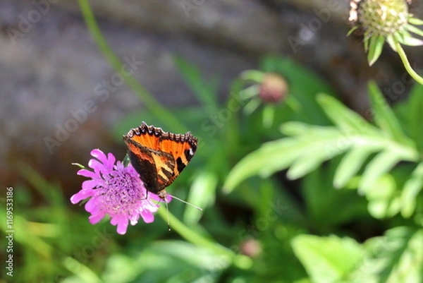 Obraz Small tortoiseshell butterfly on a flower at the Pasterze Glacier. Eastern Alps. Austria, Europe.