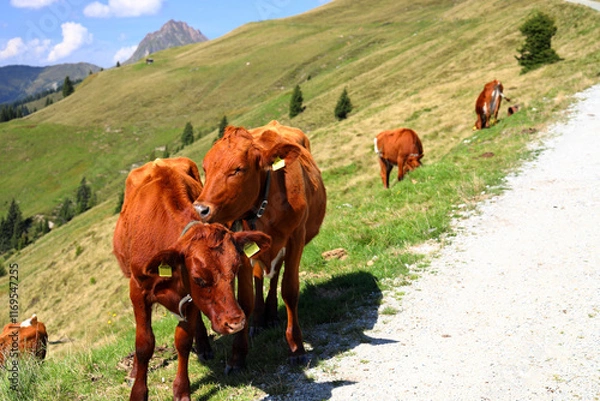 Obraz Grazing cows in the beautiful nature of the High Tauern National Park. Austrian Alps, Europe.