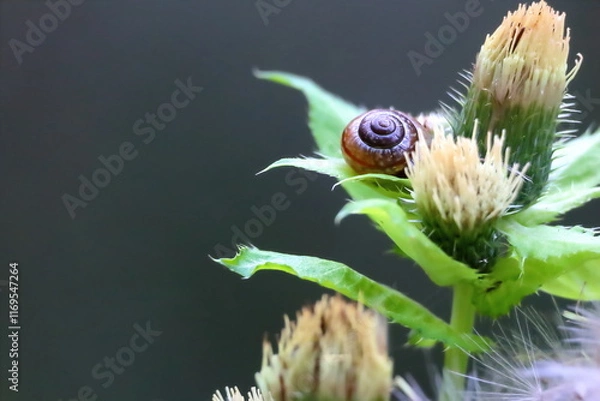 Obraz Snail on a white alpine thistle. High Tauern National Park. Austrian Alps, Europe.