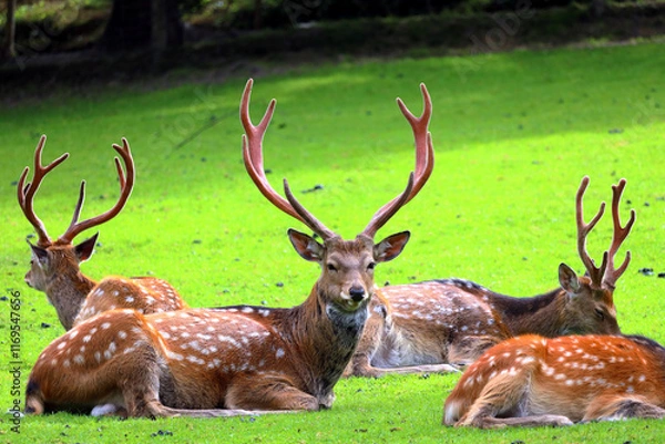 Obraz Fallow deer in the Austrian Alps, Europe.