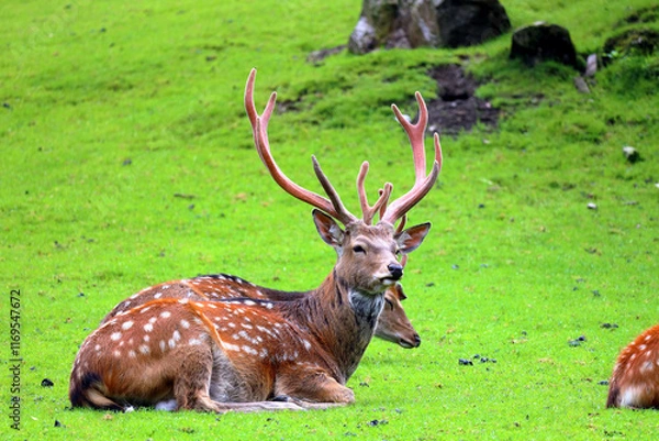 Obraz Fallow deer in the Austrian Alps, Europe.