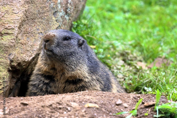 Obraz A marmot looks curiously out of his burrow. Austrian Alps, Ferleiten, Europe.
