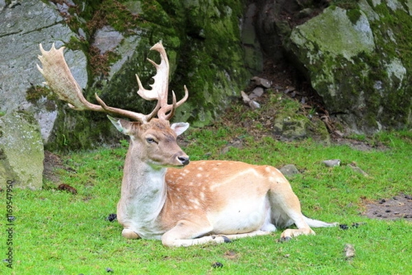 Obraz Fallow deer in the Austrian Alps, Europe.