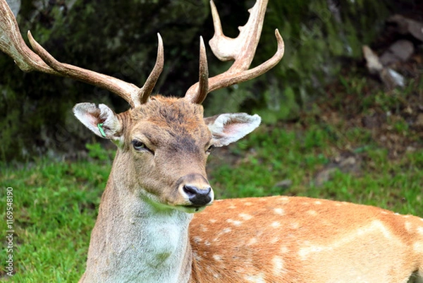 Obraz Fallow deer in the Austrian Alps, Europe.