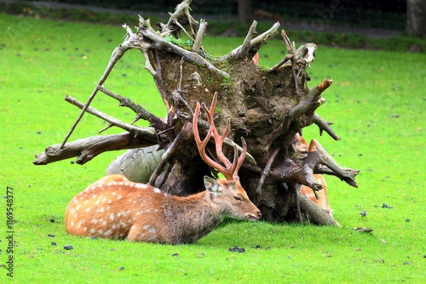 Obraz Fallow deer in the Austrian Alps, Europe.