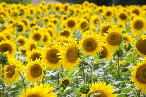 Fototapeta Sonnenblumenfeld im Sommer