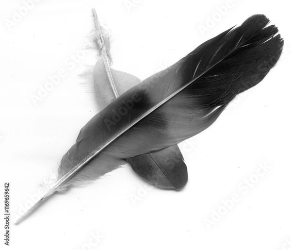 Obraz Les deux plumes