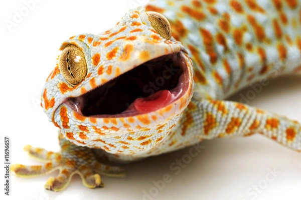 Obraz Tokay Gecko