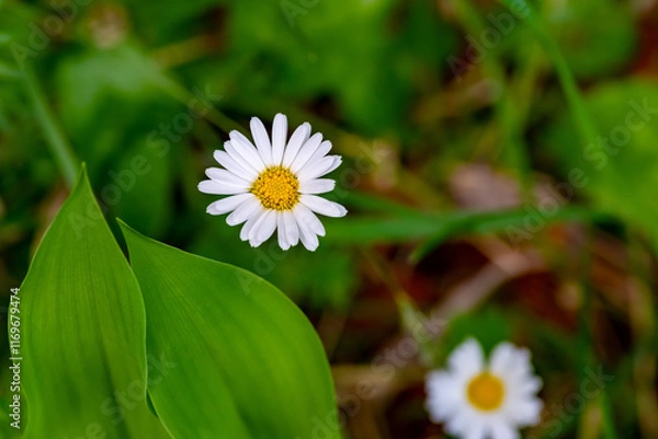 Obraz Two flowers of a daisy (Leucanthemum)) photographed from above. The flower on the left is in focus, the flower on the right is out of focus. They are surrounded by green leaves and the forest floor is