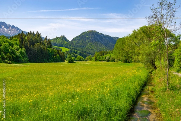 Obraz View in the sunshine over a mountain meadow where a variety of wildflowers bloom. In the background mountains and the ruins of Ehrenberg Castle. On the right edge of the picture flows a small stream
