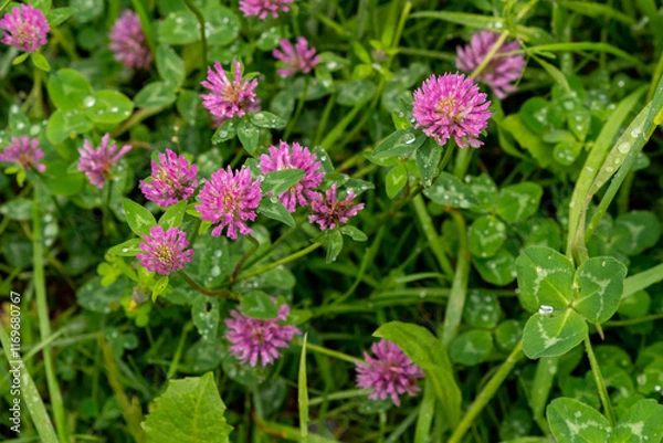 Obraz Pink flowering clover in meadow after rain shower, selective focus, shallow depth of field