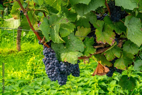 Obraz Blue grapes on the vine in the vineyard