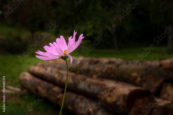 Obraz Pink meadow flower in spotlight, stacked tree trunks in dark blurred background