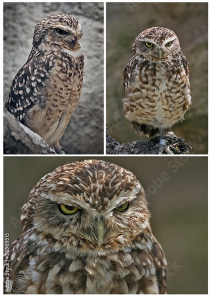 Fototapeta Owl