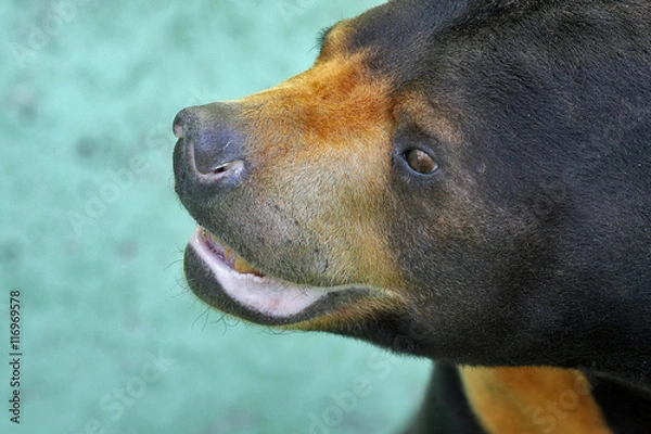 Fototapeta Bear