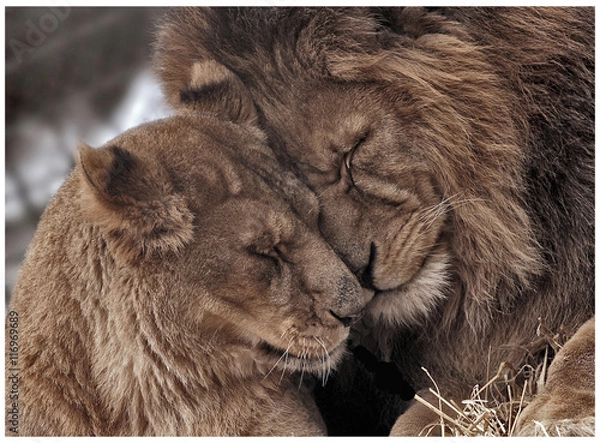 Fototapeta Lion lowe