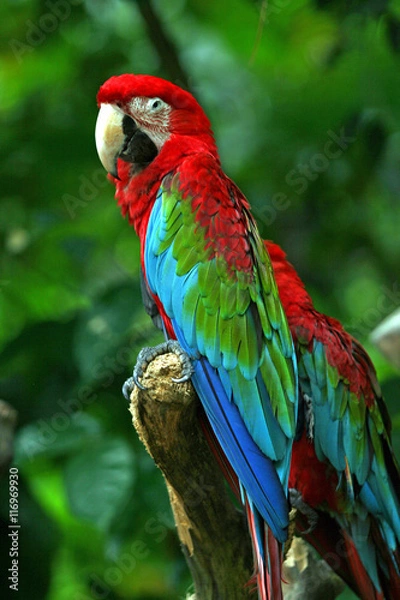 Fototapeta Parrot