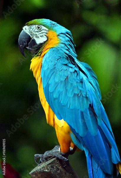 Fototapeta Parrot