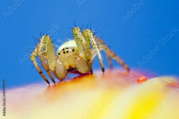 Fototapeta Spider macro