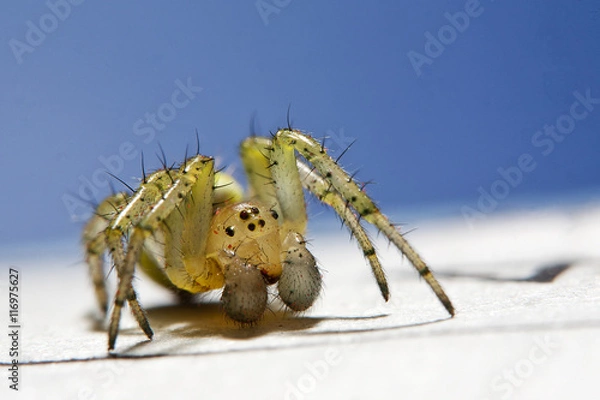 Fototapeta Spider macro