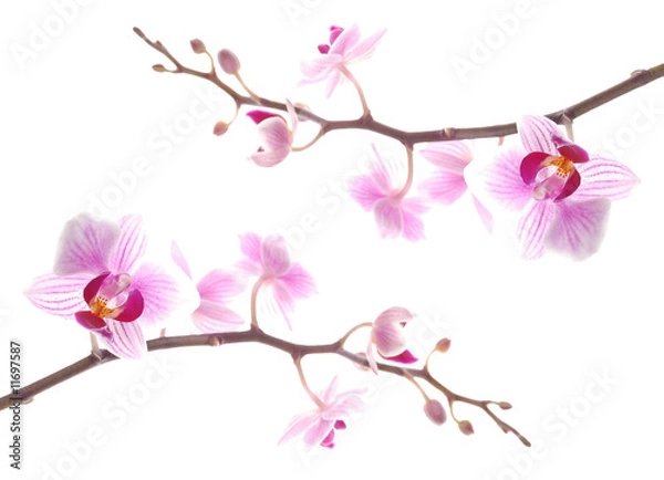 Obraz 2 gałęzie orchidei