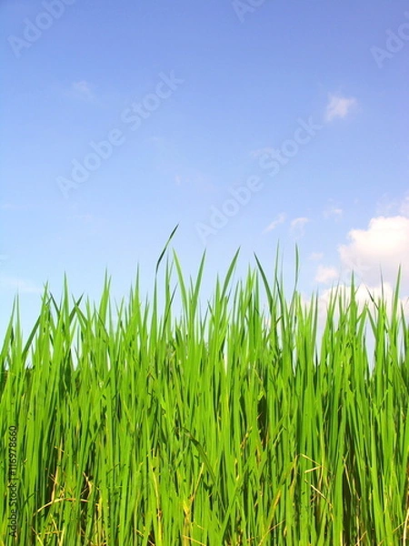 Fototapeta マコモと青空