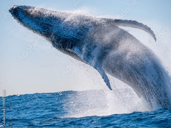 Obraz Breaching Humpback Whale 