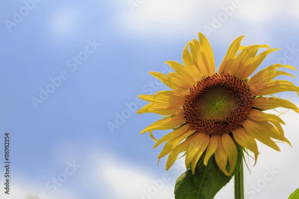 Obraz ひまわりと青空