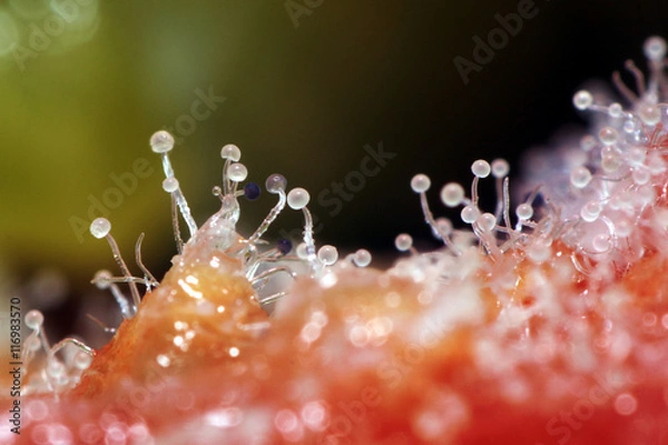 Fototapeta Tiny World, Macro of tomato mold