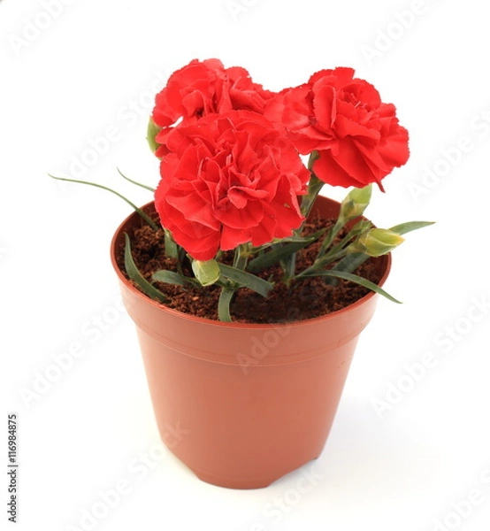 Fototapeta カーネーション