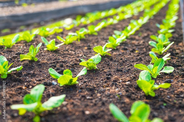 Fototapeta Fresh organic lettuce in a rural greenhouse. Rows of lettuce seedlings. Lettuce ready to pick for a fresh summer salad. Salad plants in greenhouse with automatic irrigation watering system.