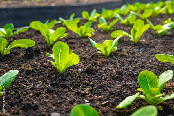 Fototapeta Fresh organic lettuce in a rural greenhouse. Rows of lettuce seedlings. Lettuce ready to pick for a fresh summer salad. Salad plants in greenhouse with automatic irrigation watering system.