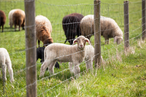 Obraz Lamb behind fence