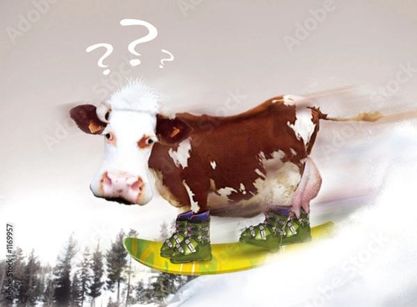 Fototapeta le surf de la vache