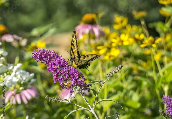 Obraz Swallowtail butterflies