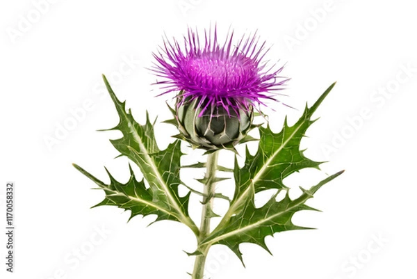 Fototapeta thistle isolated on transparent background