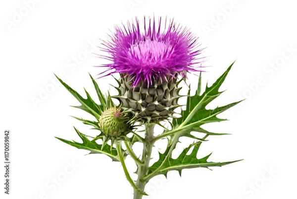 Fototapeta thistle isolated on transparent background