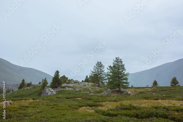 Fototapeta Sparse coniferous trees among big stones and lush flora in alpine valley in rainy weather. Dramatic view to open conifer forest among boulders and thickets on green grassy hill under grey cloudy sky.